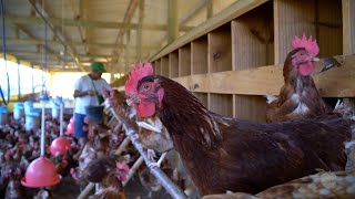 Senar Rio promove Dia de Campo sobre Avicultura de postura, na Serra do Capim, em Teresópolis