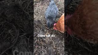 Mother Hen Trying to Feed Chick a Worm