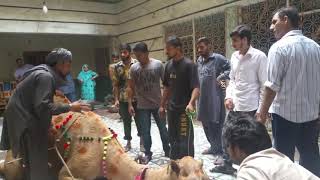 Camel Qurbani in Eid ull Adha latest Camel Qurbani in 2020 HD