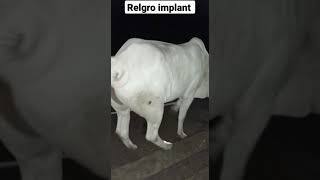 Cattle relgro implant #karachi #vet