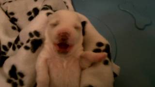 Newborn Bichon Frise Puppy Laughing !!