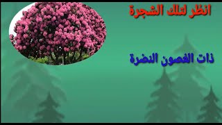 أنشودة أنظر لتلك الشجرة|Amr Show