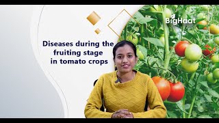 Diseases during the fruiting stage in tomato crops