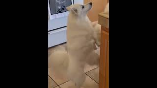 Walking American Eskimo Dog