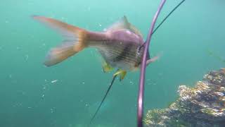 Spearfishing Vashon Island