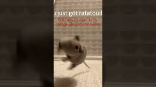 #funnyvideo #rat