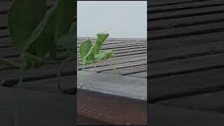 Mantis in a town. Part 2. #shorts #mantis  #beautifulnature