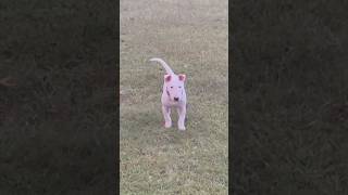 She So Beautiful 😍 🤩😍 🤩 #AKC #BullTerrier #Cute #Pretty #ChosenSheepKennels #STL #314 #Missouri