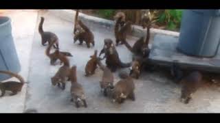 Cozumel Coatimundi Feeding Frenzy