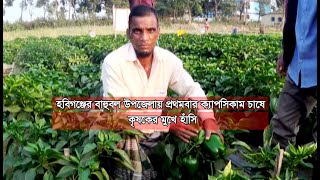 GTv Bangla.24 News//4/3/2024//হবিগঞ্জের বাহুবল উপজেলায় প্রথমবার ক্যাপসিকাম  চাষ করেন কৃষকরা