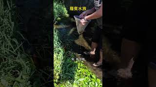 翻找水溝神秘生物  #黑殼蝦