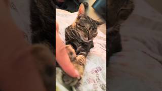 El gatito está durmiendo #animals #shortvideo #cat