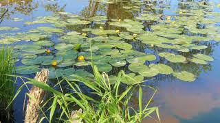 Pond in nature with water lilies summer