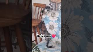 #cat #adote #gatos #adoteumgato #viralvideo #pets #adoteumgatinho #gato #adotaretudodebom ##edits