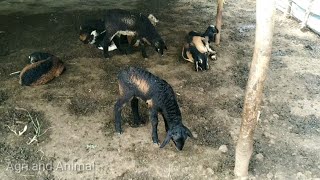 Cute Goat and Sheep kids