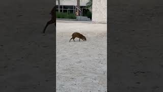 Agoutis on the beach at my vacation resort!