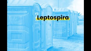 #Leptospira, esa vacuna que pones (o deberías) a tu perro. #Leptospirosis #Veterinaria #Perros