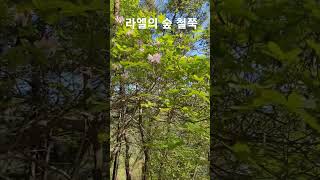 라엘의 숲에도 철쭉 세상