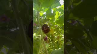 Eggplant #greenhouse #hydroponics #farming #organic #uae #البيوت #agro #youtubeshorts #shorts #dubai