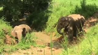 The Elephant Sanctuary | Ronnie and Minnie in the Creek