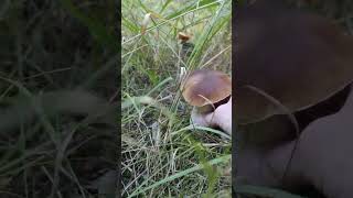 In the tall grass 😍 #porcini #bolete #mushroom #finland