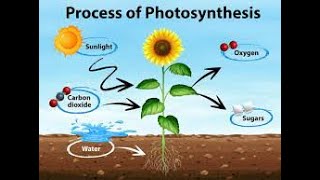 ?What is Photosynthesis