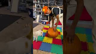 Kitten picks out a pumpkin 🎃 #cat #kitten #catlover #catshorts #catsofyoutube #catsofinstagram