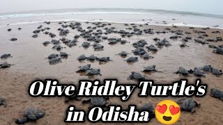 Olive Ridley Turtle's of Odisha || Bateshwar Sea Beach 🏖️