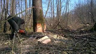 Extreme Technology Viral Video Fastest Tree Felling Cutting Down Modern Turbo ChainSaw Skills.mp4