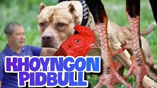 AYAM KHOYNGON LEGEND "PIDBULL" #ayamkhoyngon #ayammangon #ayamlegend #ayamaseel