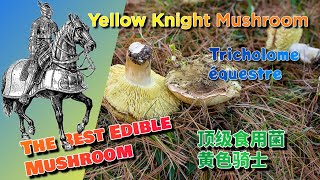 Mushroom Loved by French Knights Templar?! The Horseback or Yellow Knight, Tricholoma equestre