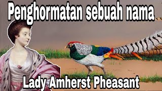 Lady amherst pheasant