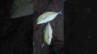 Mancing Sore Tiga Kali Strike ikan ini