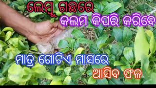 ଲେମ୍ବୁ ଗଛରେ କଲମ କିପରି କରିବେ.?lemon plant air layering kaise kara.??