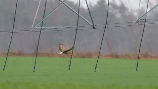 Kornweihe auf Nahrungssuche _ gegen Wind und Wetter nördlich von der Kiesgrube in Laußig