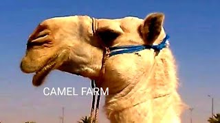 BURAIDAH SAUDI CAMEL FARM