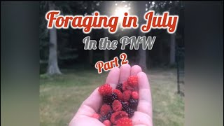 Foraging in July - Thimbleberries, Red Huckleberries & Trailing Blackberries