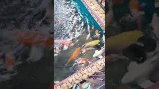 KOLAM KARANTINA KOI