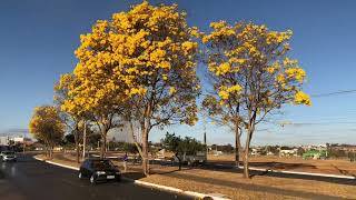 IPÊ AMARELO   AQUI PERTO DE CASA