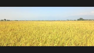 sunaulo dhan khet ll golden rice field ll dashin aayo dhan pakyo ll गैरी खेतमा धानका बाला झुले ll