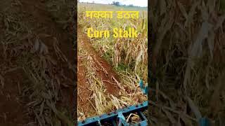 मक्का की तुड़ाई Corn Stalk Management