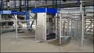 Batch Milking DeLaval