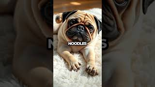 Noodle the Pug: Bones or No Bones? #Shorts