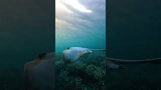 Swimming alongside a cowtail stingray at sunset 👌 #shorts