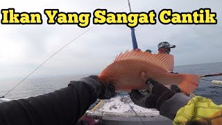 Tarikan Ikan Kakakp Merah Yang Sangat Cantik