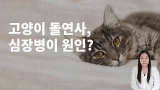 고양이 돌연사 유발하는 원인은 바로 '이것'!