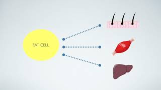 [Free Course] 03 08 What Happens To The Fatty Acids