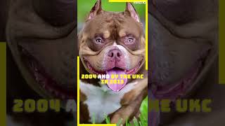 5 Jaw-Dropping Facts About the American Bully! #shorts