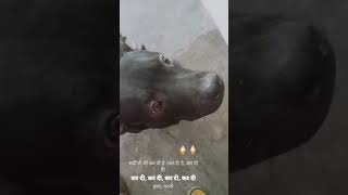 Lucy ki fvrt rabdi kulfi#pitbulldog #doglover #trending #pitbull