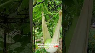 Growing bottle gourds in my curve trellis